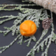 praline sandorn orange